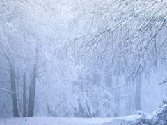 성월령(星月靈) / 설화령(雪花靈)