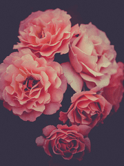 I swear to the star.