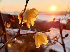 설리화(雪裏花) 六