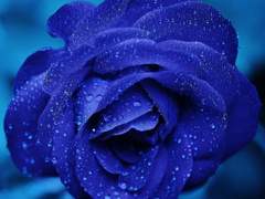 [줄리시즈] 영원의 나선