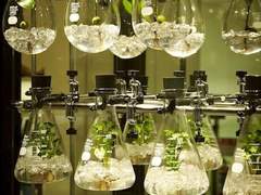 식물 속 인간 하나