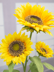 Eau de Perfume : 향수 어린 기배