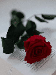 영원한 이상의 파편