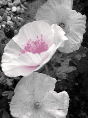 Inverno :: 과거의 유서