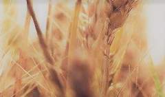 눈물이 그칠 수 있기를