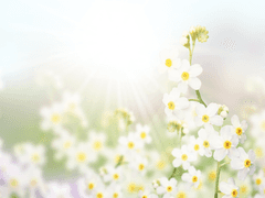 Floria Vivid | 18 | 요괴