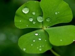 네잎클로버/이도은