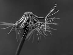 그럼에도 죽은 삶을 살아가리라