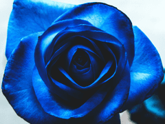 rós, 그럼 메리라고 불러줄래요?