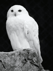 당신의 안전을 위하여