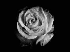 [ 미리엘 | 비공개 | ?? | 불명 ]