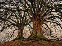 그대 있으니 봄인가 하였다