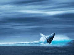 Selene Freyja Aether