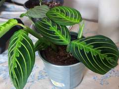 사진] 봄맞이 화초투어