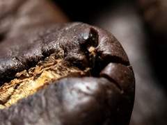 베로니카 아히노암/XX/정령학과