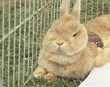 [디벤] 도련님 다이루크와 메이드 벤티 썰 -上-