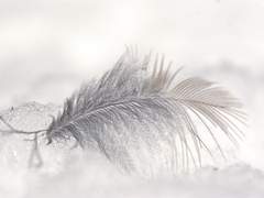 [닌자고] 날개의 색 (레고 전력 60분)