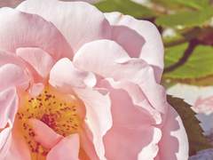 𝙻𝚎𝚊𝚗𝚗𝚊 𝙴. 𝙵𝚛𝚊𝚗𝚌𝚒𝚜