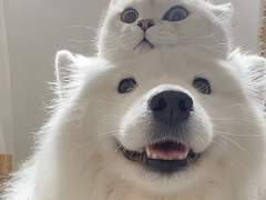 개와 고양이의 상관관계