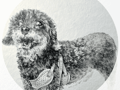 푸들 코코 연필 정밀묘사