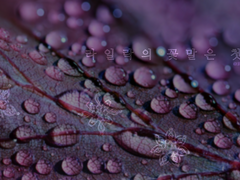 [RQ] 라일락의 꽃말은 첫사랑