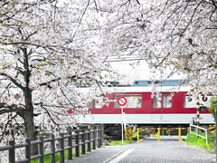봄을 실은 기차는 멈추지 않을 것이다.