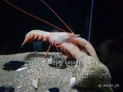 글그램 <갑각류>