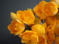 블라디슬라프에게,