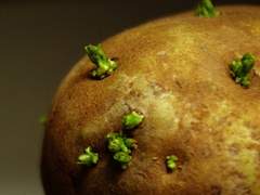 감자의 눈/이도은