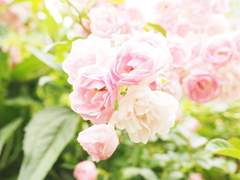 에우로시테 | 16세 | 의상학부