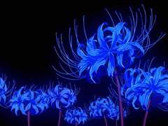 피안화의 무망감