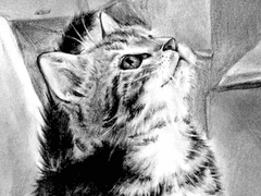 고딩 때 손으로 그린 새끼 고양이