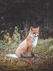[ 묵향장르 ] 후기 및 분석글