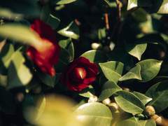 Miguel D. Roxana, 23