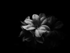 낙화 : 내가 흩어져 내리는