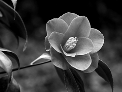 동백꽃 한 떨기