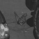 ℜ𝔬𝔰𝔪𝔞𝔯𝔦𝔫𝔲𝔰