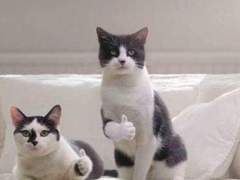 천신 앤솔로지 공지사항 + 진행 상황 업로드