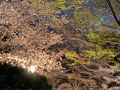 [ 귀멸의 칼날 장편 드림 소설 ] 붉게 물든 피안화 : 외전 1-1편