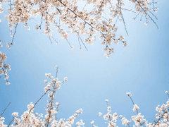 [ 귀멸의 칼날 장편 드림 소설 ] 붉게 물든 피안화 5화