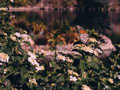 당신을 좋아하게 된 것 같아요