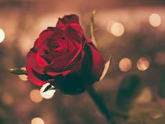 오늘은 별을 위한 장미가 피는 날이야.