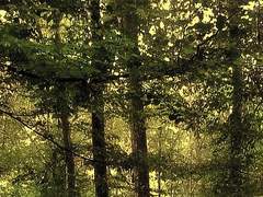 01. 페네트라 파비우스