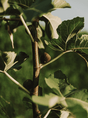 무화과 나무 아래에서