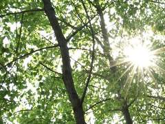 금빛으로 둘러싸인 어린 나무