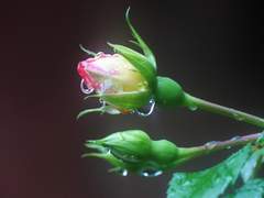 어쩌면 나는 지금 그날의 선택을 후회하는 모양이야