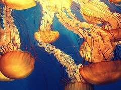 ♫ 君の歌を聴かせて, 澄み渡り世界救うような♪