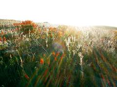 Jeannette Müller / 12 / 암술