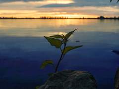 𝐻𝑎𝑟𝑙𝑒𝑚 𝐻𝑒𝑖𝑧𝑒ㅣ찢어진 날개의 백조