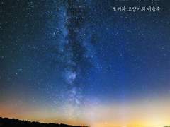 Duett von Hasen und Katzen